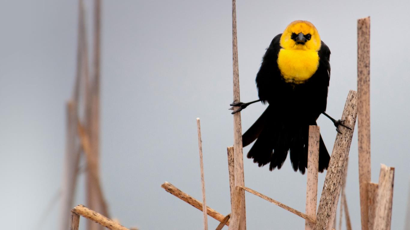 Yellow-headed blackbird in Flathead Valley, Montana, USA (© Steven Gnam/Tandem Stock)(Bing United Kingdom)