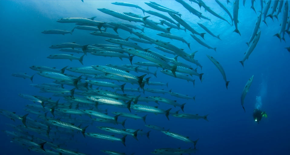 ｢カマスの群れとダイバー｣フィリピン, パングラオ島 -- Franco Banfi/Photolibrary &copy; (Bing Japan)