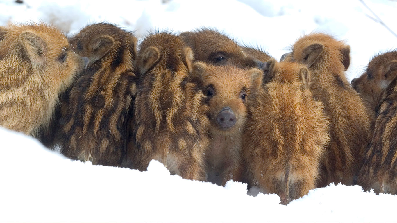 ｢雪の中のウリ坊兄弟｣ベルギー (© Philippe Moes/Minden Pictures)(Bing Japan)