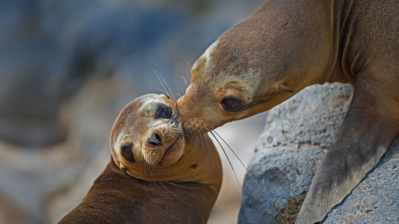 Galápagos sea lion mother and pup on Floreana Island, Ecuador (© Tui De Roy/Minden Pictures)(Bing United Kingdom)