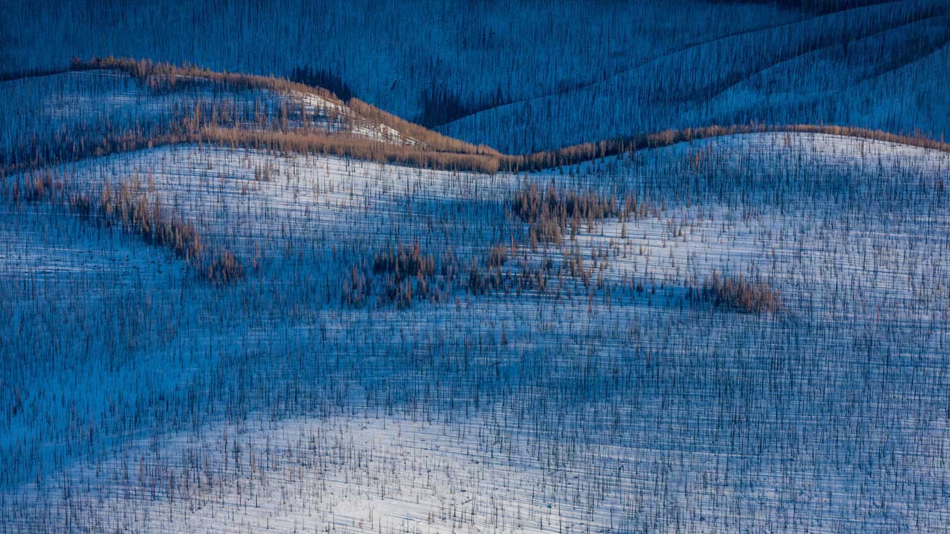 Fire-damaged forest near Wolf Creek Pass, Colorado (© Peter Essick/Aurora Photos)(Bing United States)