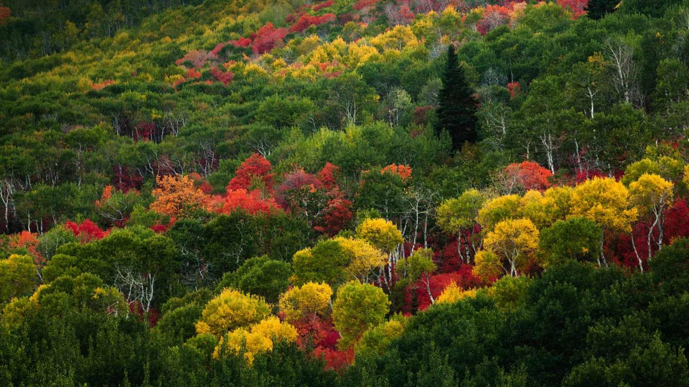 Fall colors on Pinecone Ridge near Park City, Utah (© Patrick Brandenburg/Tandem Stock)(Bing United States)