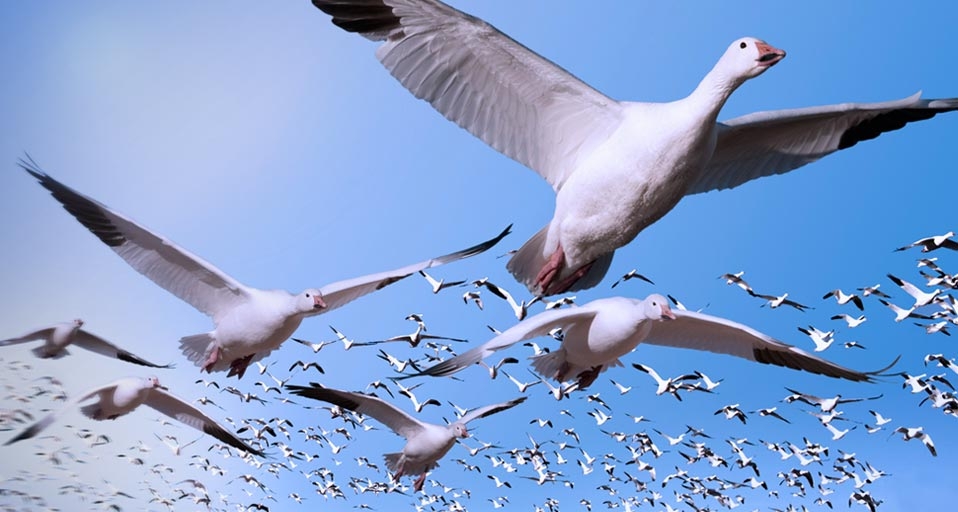 Migrating snow geese in flight near Bosque del Apache National Wildlife Refuge, New Mexico, USA -- Winfried Wisniewski/Corbis &copy; (Bing United Kingdom)