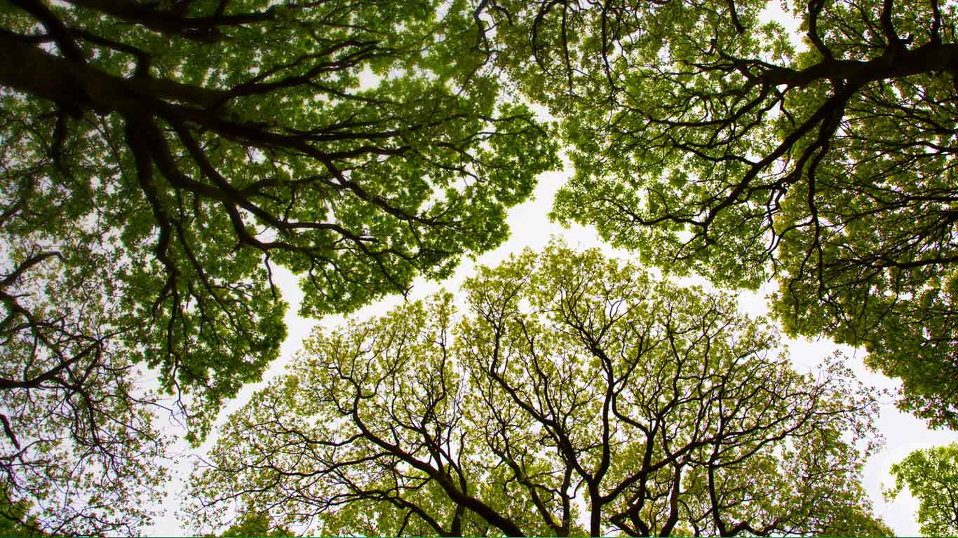 Oak tree canopy in Roudsea Wood, Cumbria (© Chris Mattison/Minden Pictures)(Bing United Kingdom)