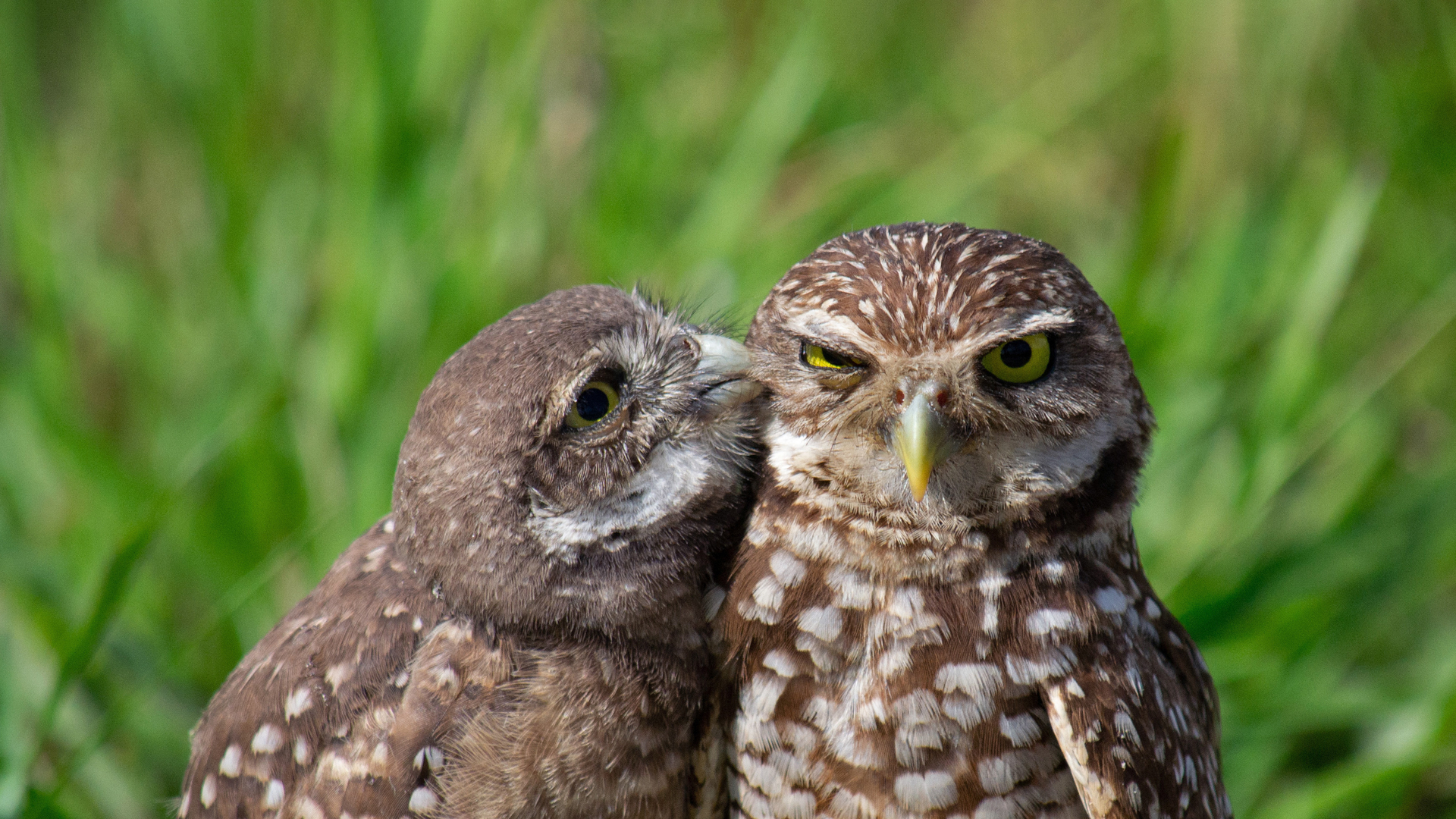 A burrowing owl chick and adult in South Florida (© Carlos Carreno/Getty Images)(Bing Canada)
