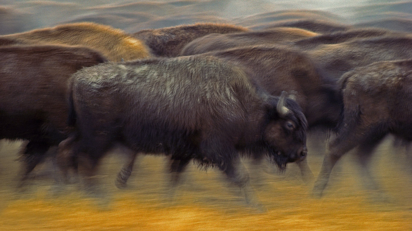 American bison near Fort Pierre, South Dakota (© Jim Brandenburg/Minden Pictures)(Bing United Kingdom)