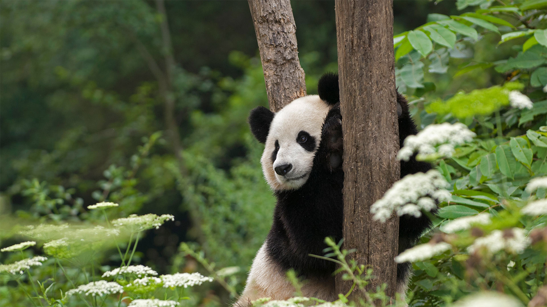 Großer Panda im Wolong-Naturreservat, Provinz Sichuan, Volksrepublik China (© Katherine Feng/Minden Pictures)(Bing Deutschland)