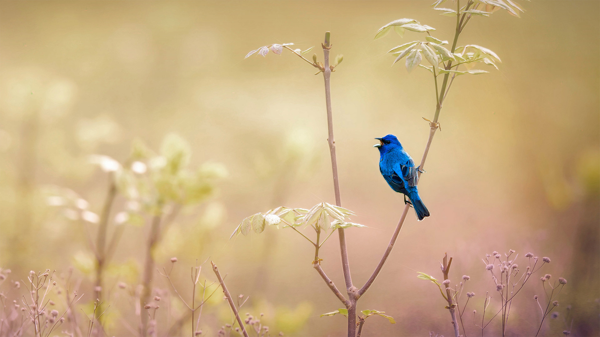 An indigo bunting at the John James Audubon Center at Mill Grove in Audubon, Pennsylvania, USA (© Vicki Jauron/Getty Images)(Bing United Kingdom)