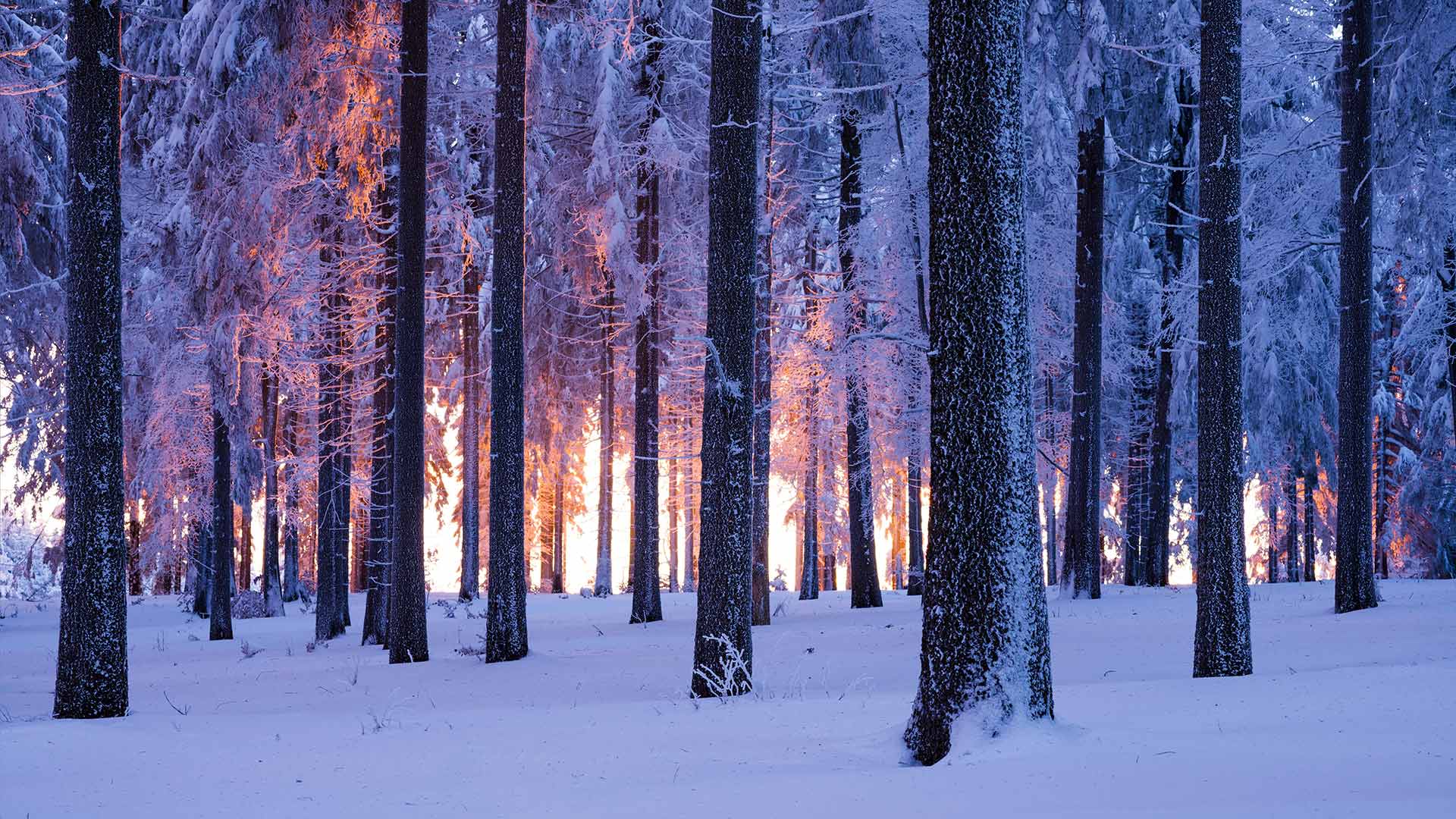 Snowy Norway spruce forest at sunset, Thuringia, Germany (© Frank Sommariva/ImageBROKER/Offset by Shutterstock)(Bing United Kingdom)
