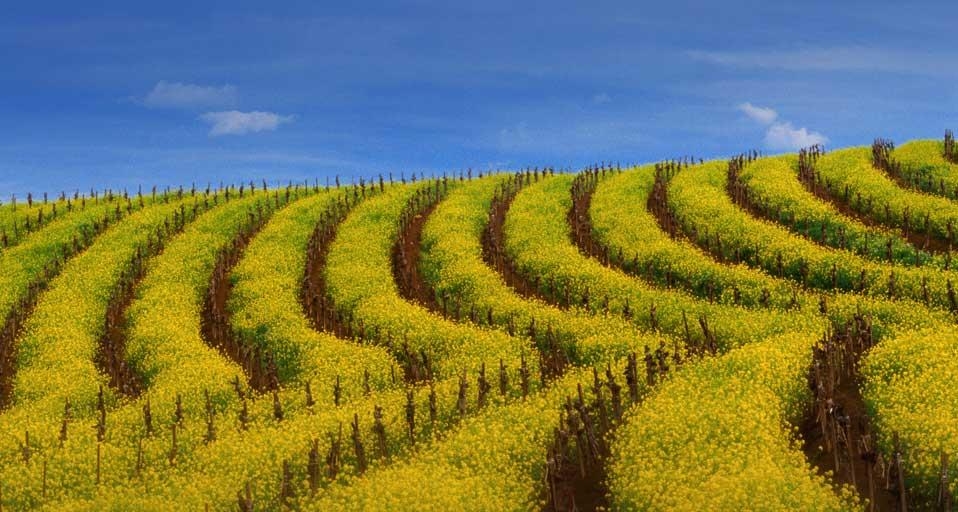 Mustard rows during springtime in a vineyard of the Carneros wine region, California, U.S.A. (© Nicholas Pavloff/Lonely Planet Images) &copy; (Bing Canada)