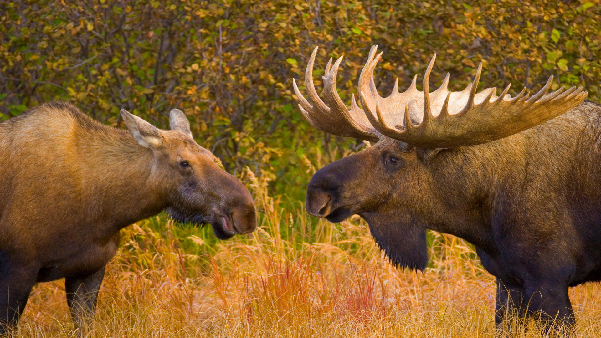 Alce maschio e alce femmina nel Parco Nazionale di Denali, Alaska, USA (© Yva Momatiuk and John Eastcott/Minden Pictures)(Bing Italia)