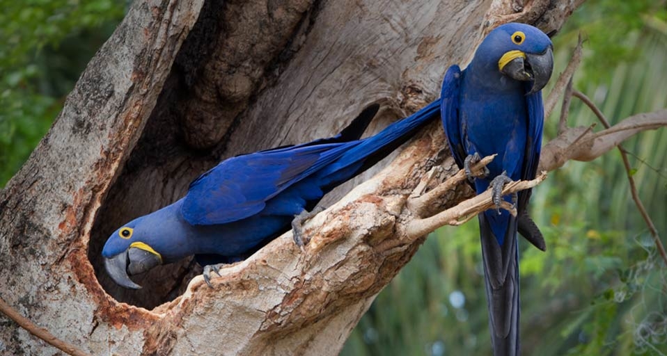 Two hyacinth macaws in a tree, the Pantanal wetland, Brazil (© Roy Toft/Getty Images) &copy; (Bing United Kingdom)