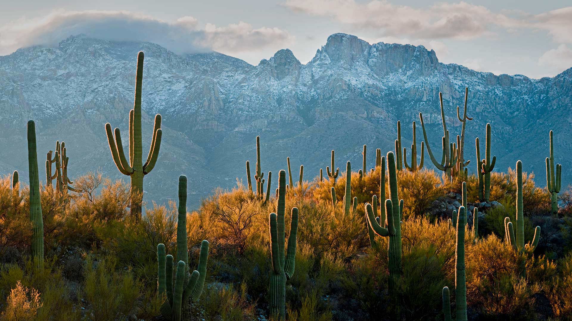 Saguaro cacti in the Sonoran Desert near Tucson, Arizona (© Jack Dykinga/Minden Pictures)(Bing Canada)