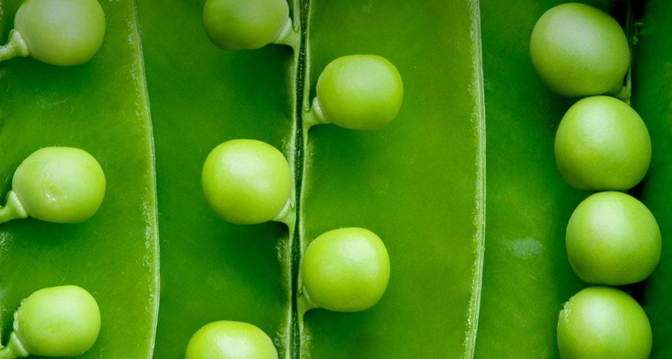 被剥开的豌豆荚 (© Joanna Clegg/Flickr/Getty Images) &copy; (Bing China)