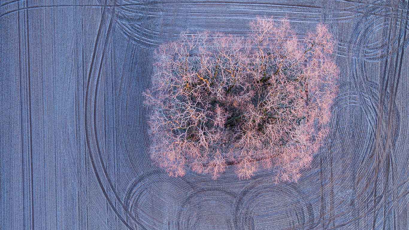 Warmes Licht der aufgehenden Morgensonne auf mit Frost bedeckten Bäumen auf einem Feld bei Jacobsdorf, Brandenburg, Deutschland (© picture alliance/Getty Images)(Bing Deutschland)