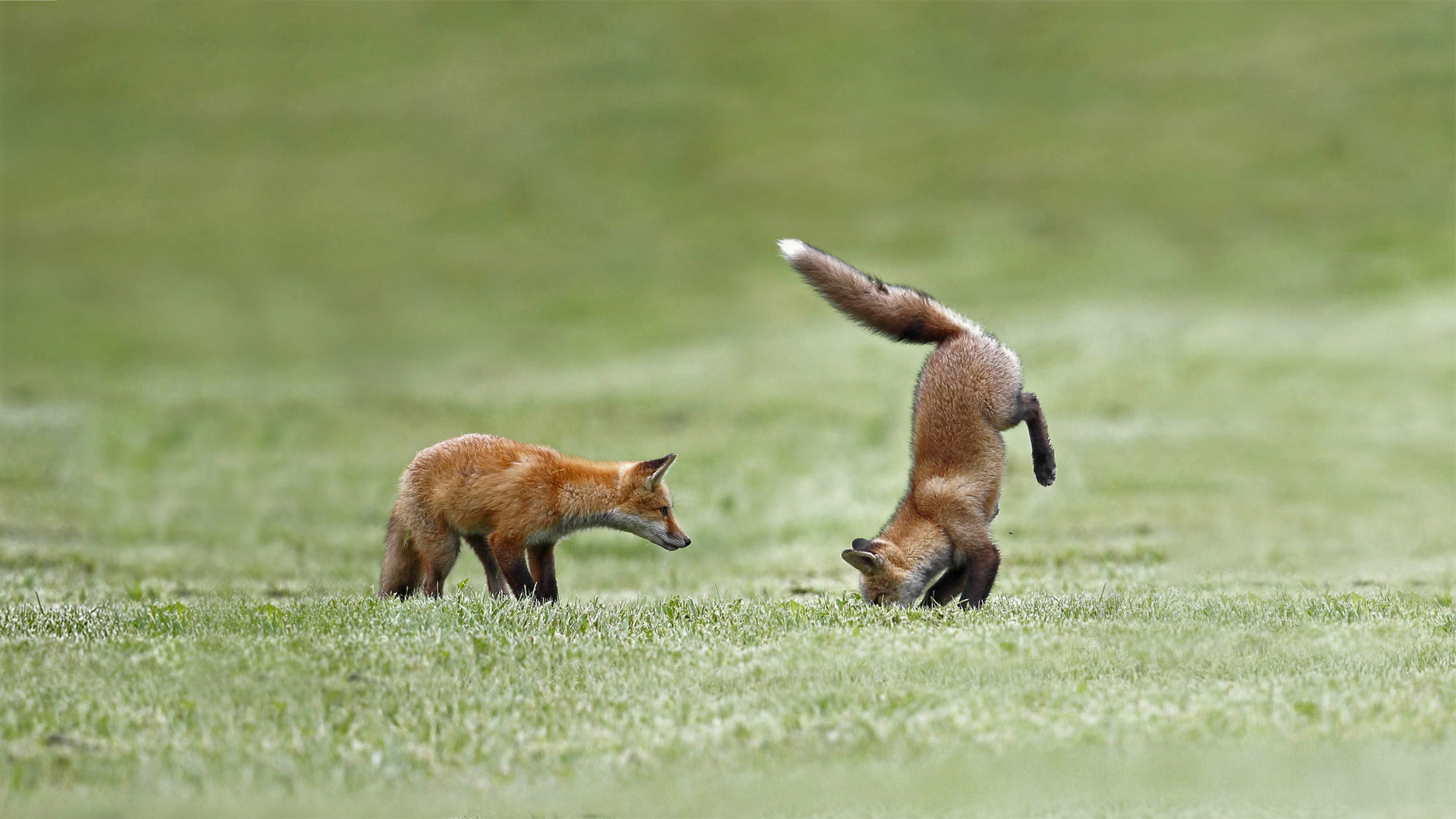 Renardeaux roux s’entrainant à sauter, Québec, Canada (© Vlad Kamenski/Shutterstock)(Bing France)