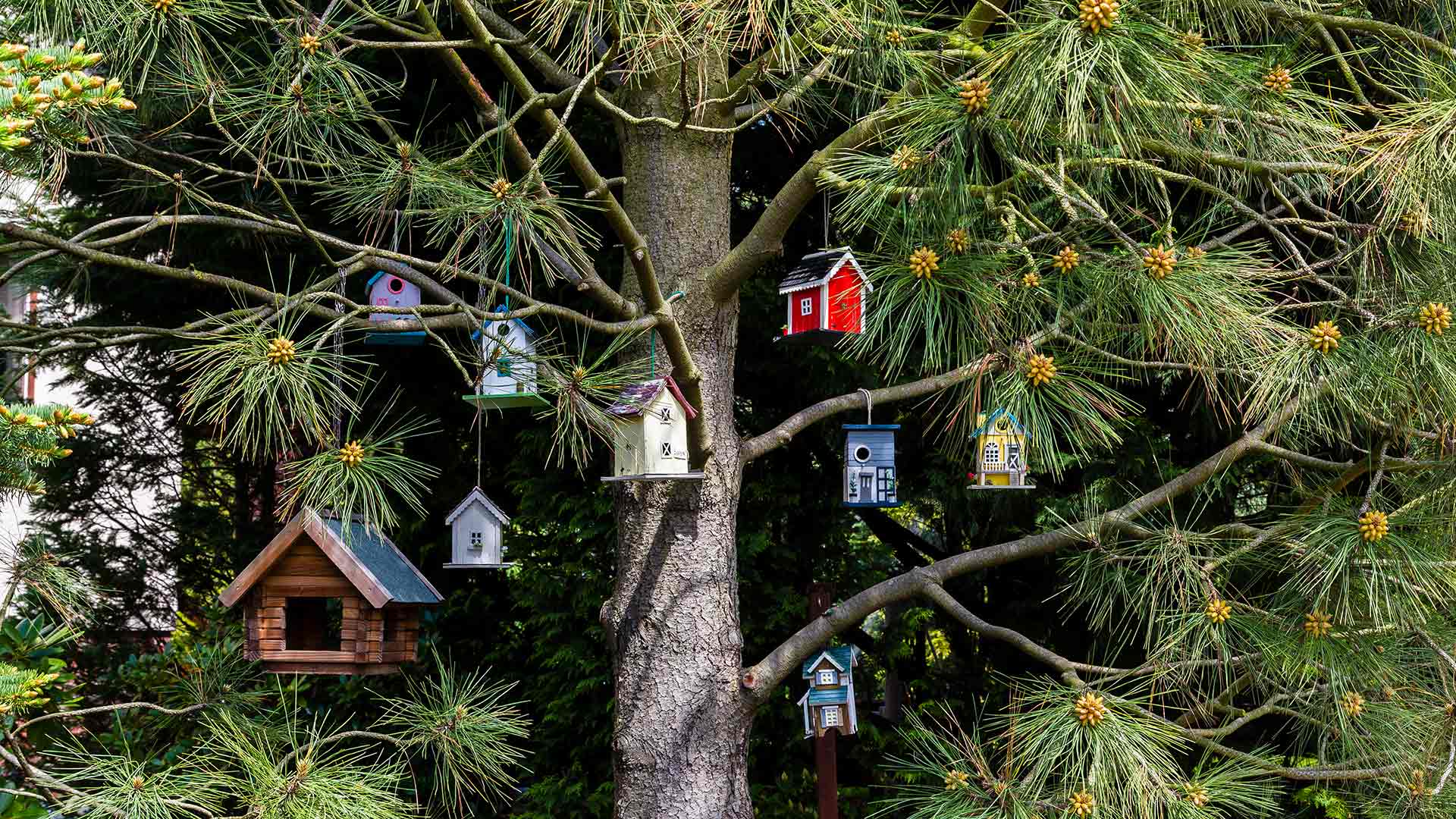 Vogelhäuschen in einem Baum (© Westend61/Getty Images)(Bing Deutschland)