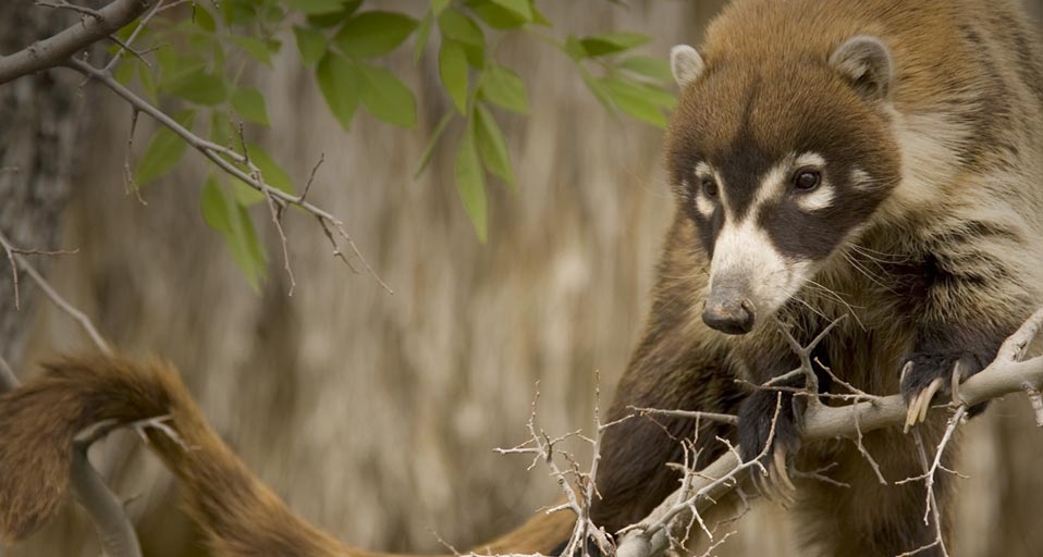 White-nosed Coati -- Thomas Dressler/Photolibrary &copy; (Bing United Kingdom)
