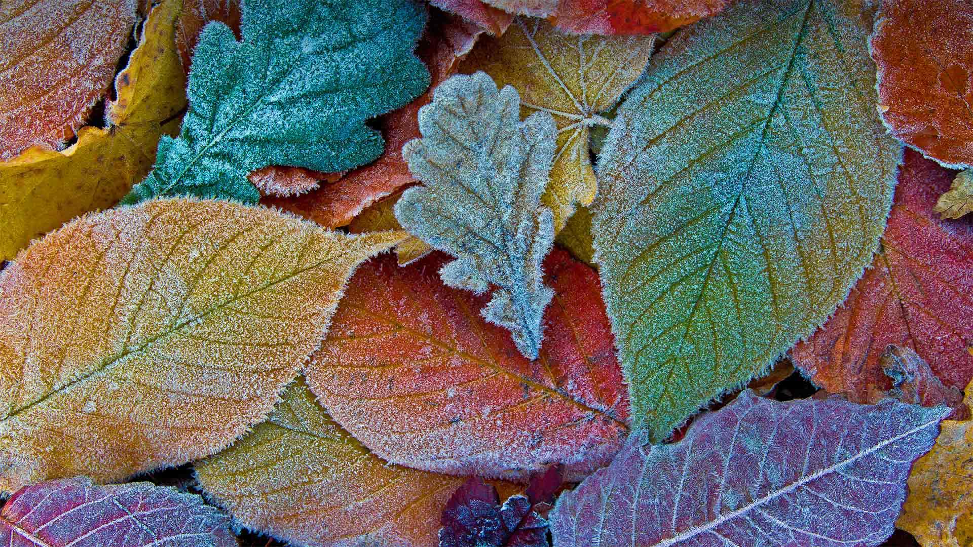 Autumn leaves coated with frost (© sagarmanis/Getty Images)(Bing Canada)