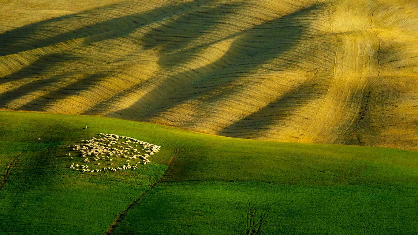 A flock of sheep grazing in Tuscany, Italy (© 500px/Aurora Photos)(Bing Canada)