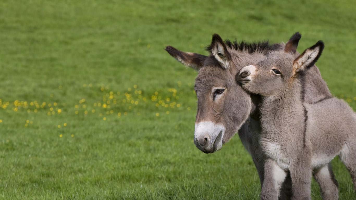 Ane du Cotentin Donkey (Equus asinus) in meadow with his foal, Normandy, France (© J.-L. Klein & M.-L. Hubert/Minden Pictures)(Bing Canada)