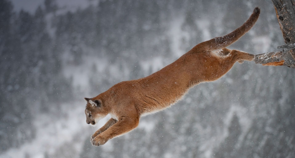 Mountain lion jumping from a tree in Montana -- Daniel J. Cox/Corbis &copy; (Bing United Kingdom)
