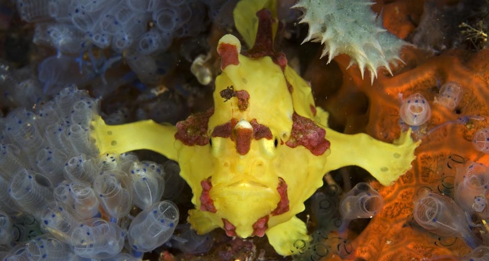 A Frogfish off the coast of Apo Island, Negros, Philippines --  Franco Banfi/Photolibrary &copy; (Bing Canada)
