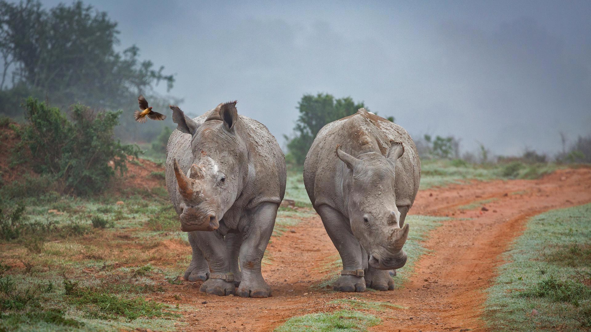Two rhinos and an oxpecker bird in the Amakhala Game Reserve in South Africa (© Robert Harding World Imagery/Offset)(Bing Canada)