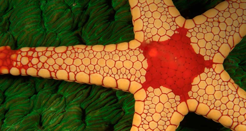 Sea Star starfish in the Indo-Pacific Ocean -- Brandon Cole/Visuals Unlimited, Inc &copy; (Bing United Kingdom)