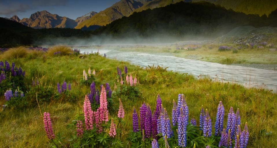Lupines And Mist Over The Eglinton River, Fiordland National Park, New Zealand – Tony Ernst &copy; (Bing Canada)