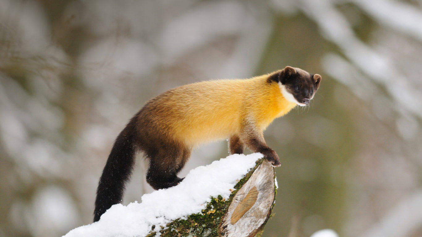 Yellow-throated marten (© D. Sheldon/Corbis)(Bing United Kingdom)