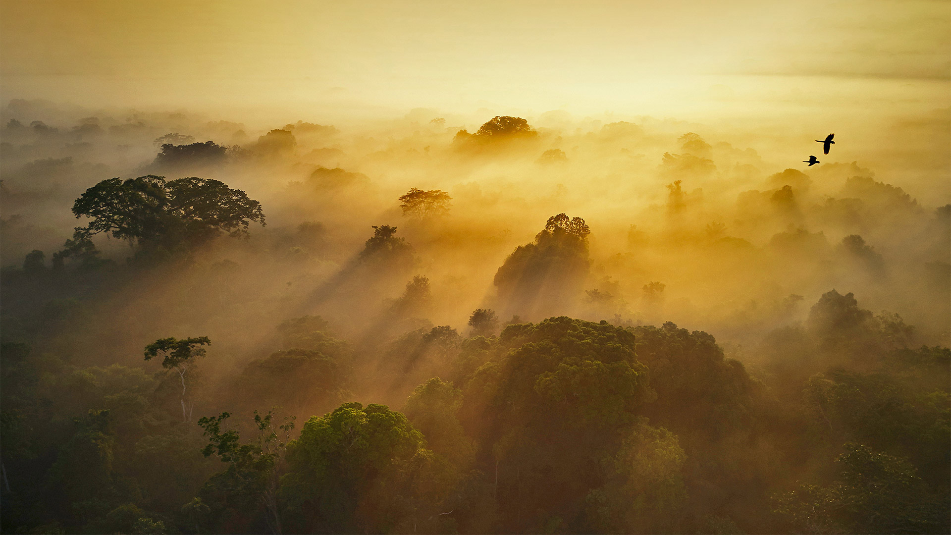 Nationalpark Yasuní im Amazonastiefland Ecuadors (© Paul Bertner/Minden Pictures)(Bing Deutschland)