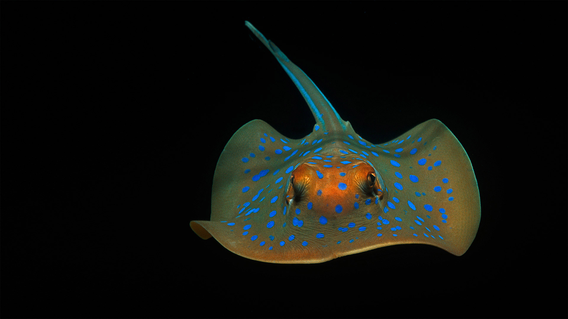 Bluespotted ribbontail ray near Perth, Australia (© Jeff Rotman/Minden Pictures)(Bing Canada)