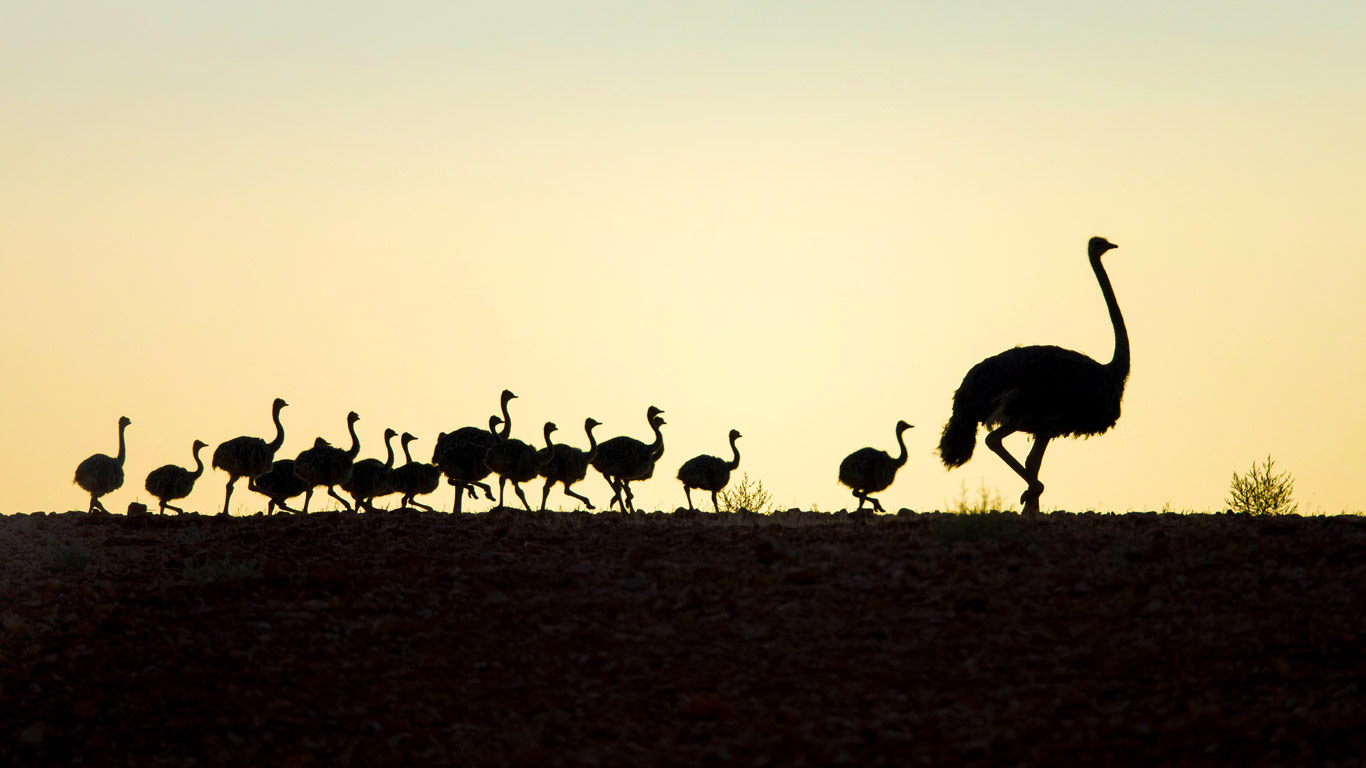 Ostrich with chicks in Western Cape, South Africa (© Richard Du Toit/Minden Pictures)(Bing Canada)