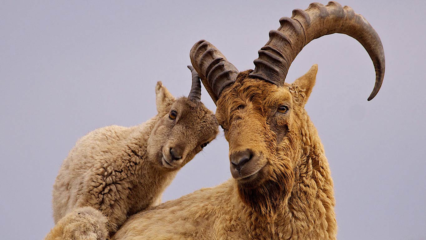 West Caucasian tur father and kid (© John Knight/Getty Images)(Bing United Kingdom)