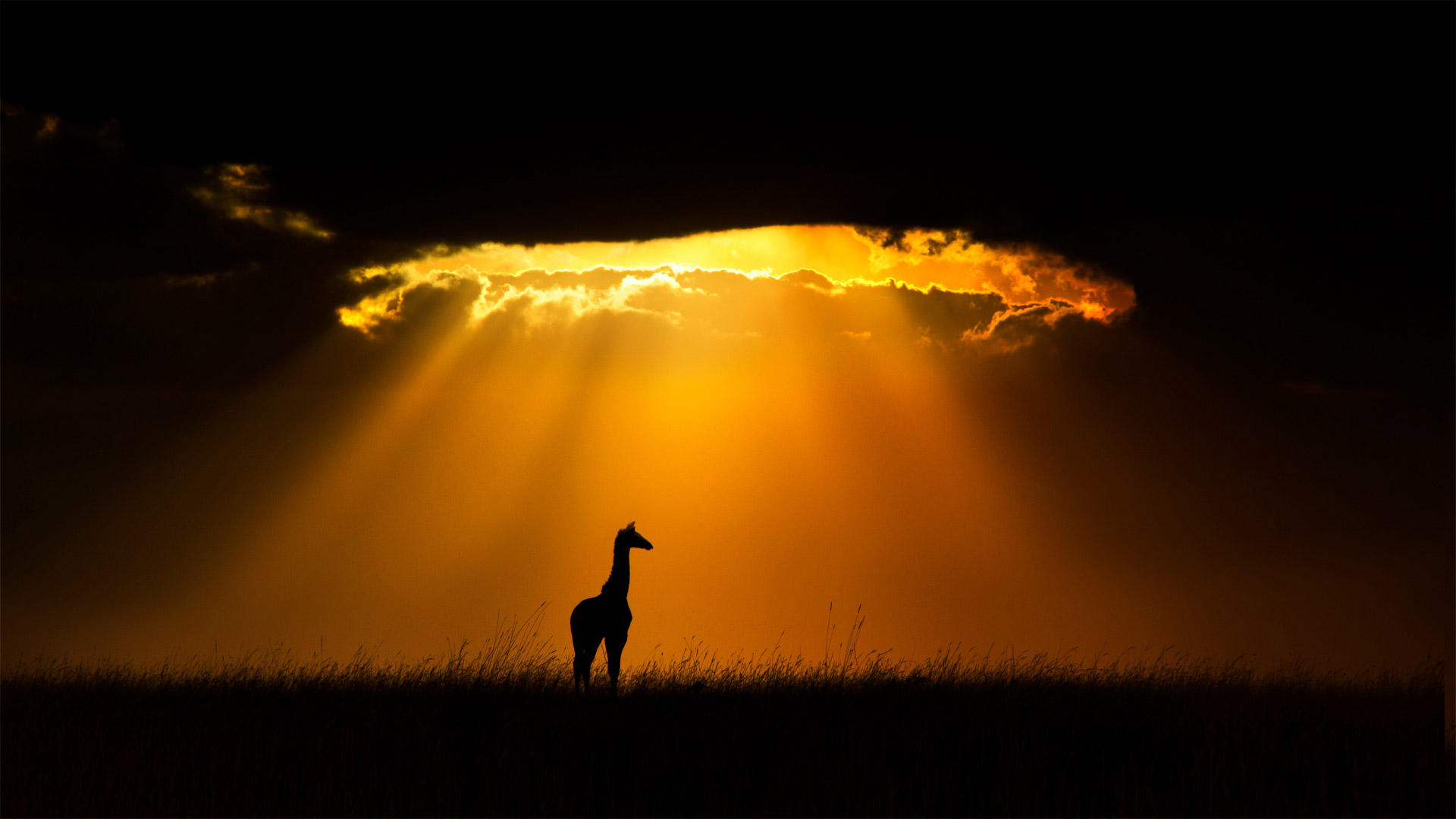 Masai giraffe in Maasai Mara, Kenya (© Andy Rouse/Minden Pictures)(Bing United States)