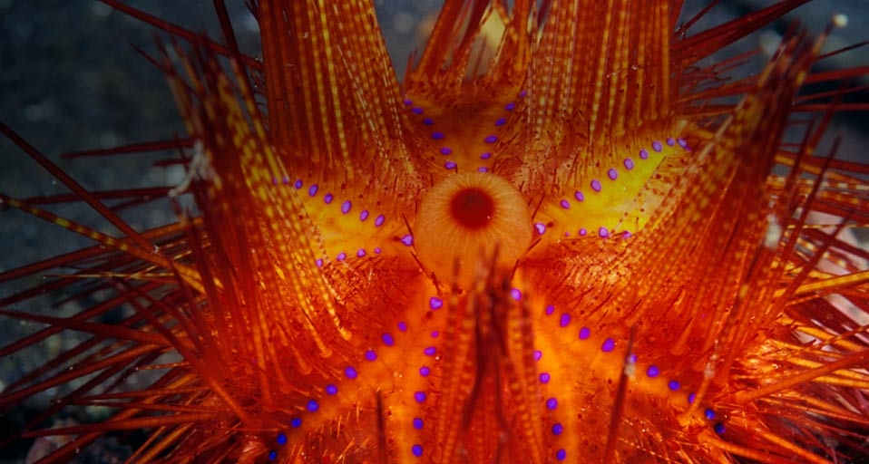 Fire Urchin – Stuart Westmorland/Corbis &copy; (Bing United Kingdom)