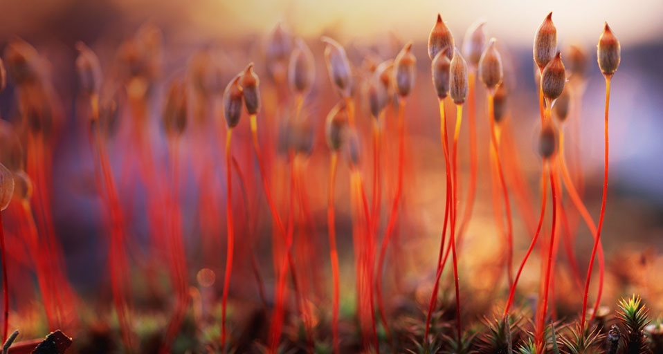 Haircap moss spores -- Peter Lilja/Getty Images &copy; (Bing Canada)