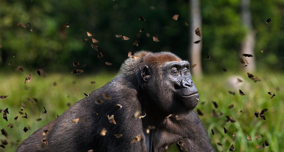Western lowland gorilla female in a cloud of butterflies, Dzanga-Sangha Special Reserve, Central African Republic (© Anup Shah/Corbis)(Bing United Kingdom)