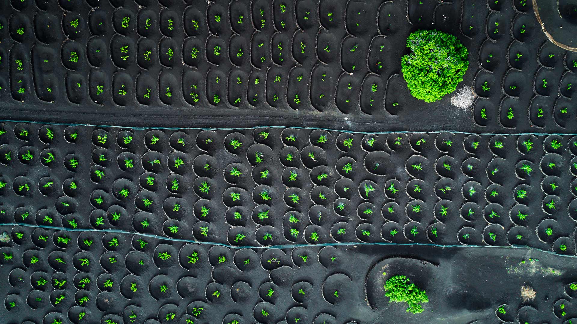 Aerial view of vineyards in La Geria, Lanzarote, Canary Islands, Spain (© Orbon Alija/Getty Images)(Bing United Kingdom)