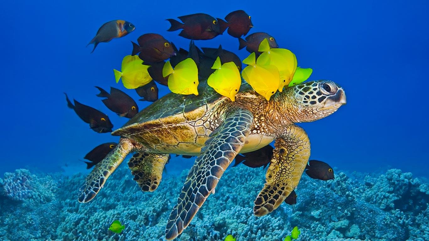 Green sea turtle being cleaned by reef fish off the Kona Coast, Big Island, Hawaii, USA (© Masa Ushioda/Aurora Photos)(Bing United Kingdom)