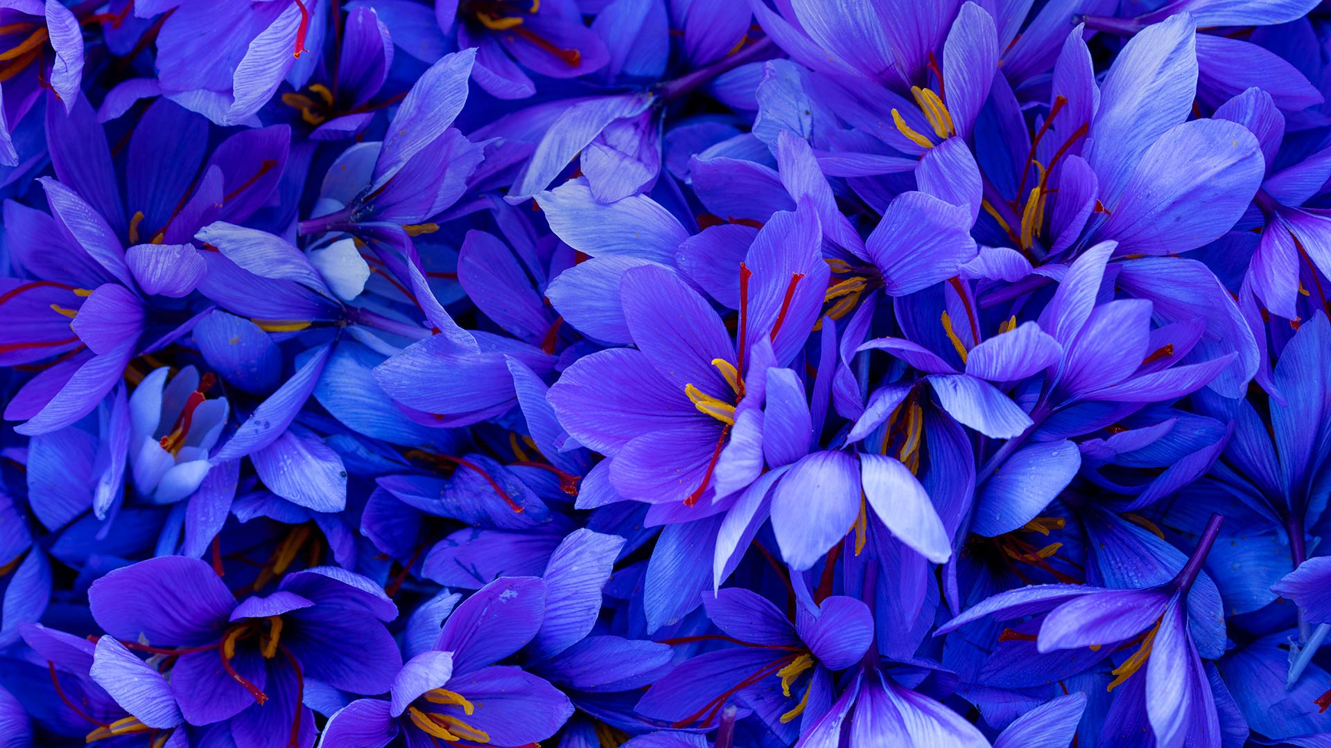 Saffron flowers in Spain (© Juan-Carlos Munoz/Minden Pictures)(Bing United Kingdom)