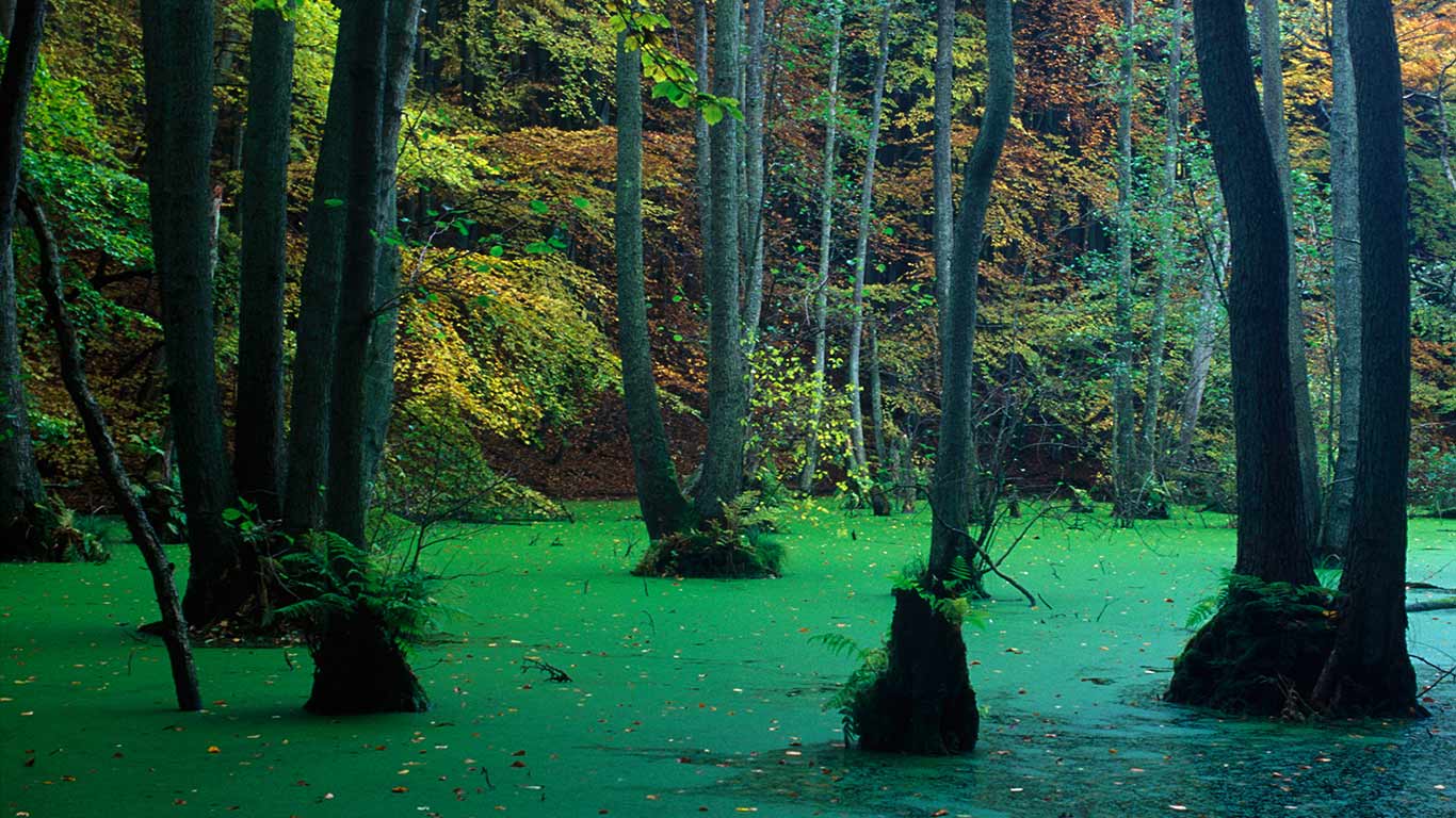 Buchen und Erlen im Nationalpark Jasmund, Insel Rügen, Mecklenburg-Vorpommern, Deutschland (© Outdoor-Archiv/Alamy)(Bing Deutschland)