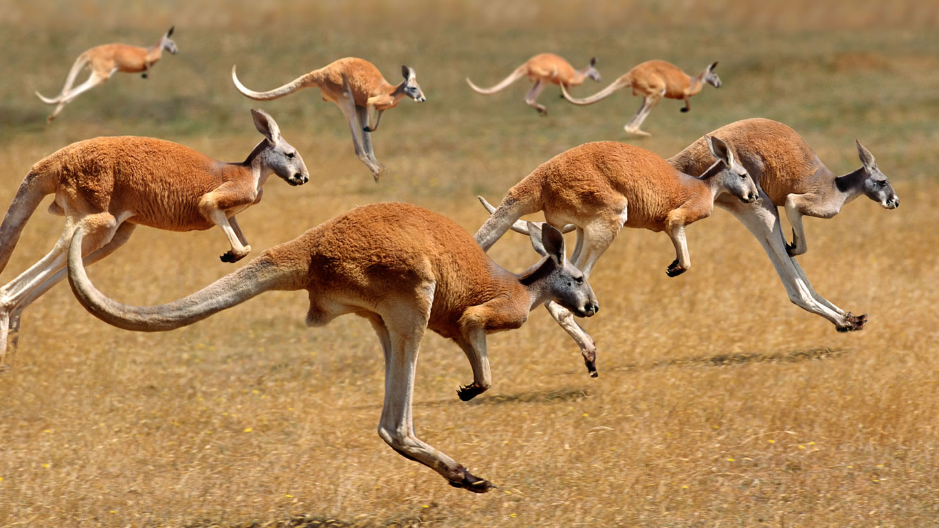Red Kangaroos (macropus rufus) hopping in the Australian outback (© Gerard Lacz/Age Fotostock)(Bing United Kingdom)