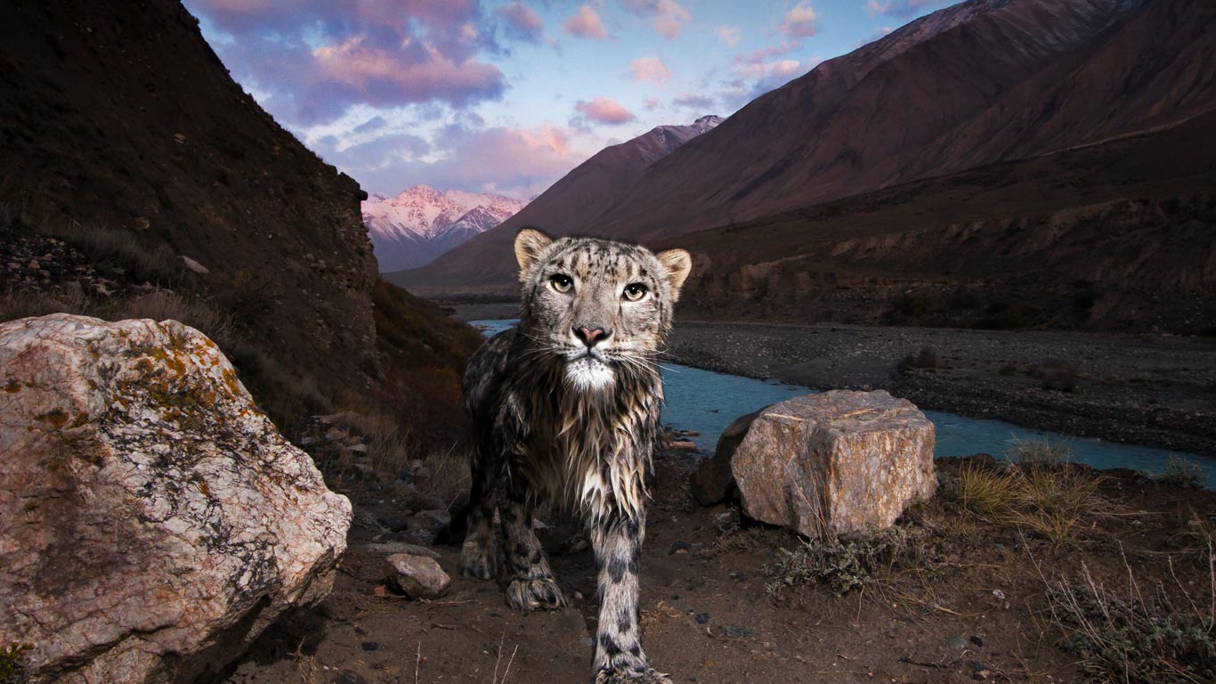 Snow leopard, Uchkul River, Sarychat-Ertash State Nature Reserve, Tien Shan Mountains, Kyrgyzstan (© Sebastian Kennerknecht/Minden Pictures)(Bing Canada)
