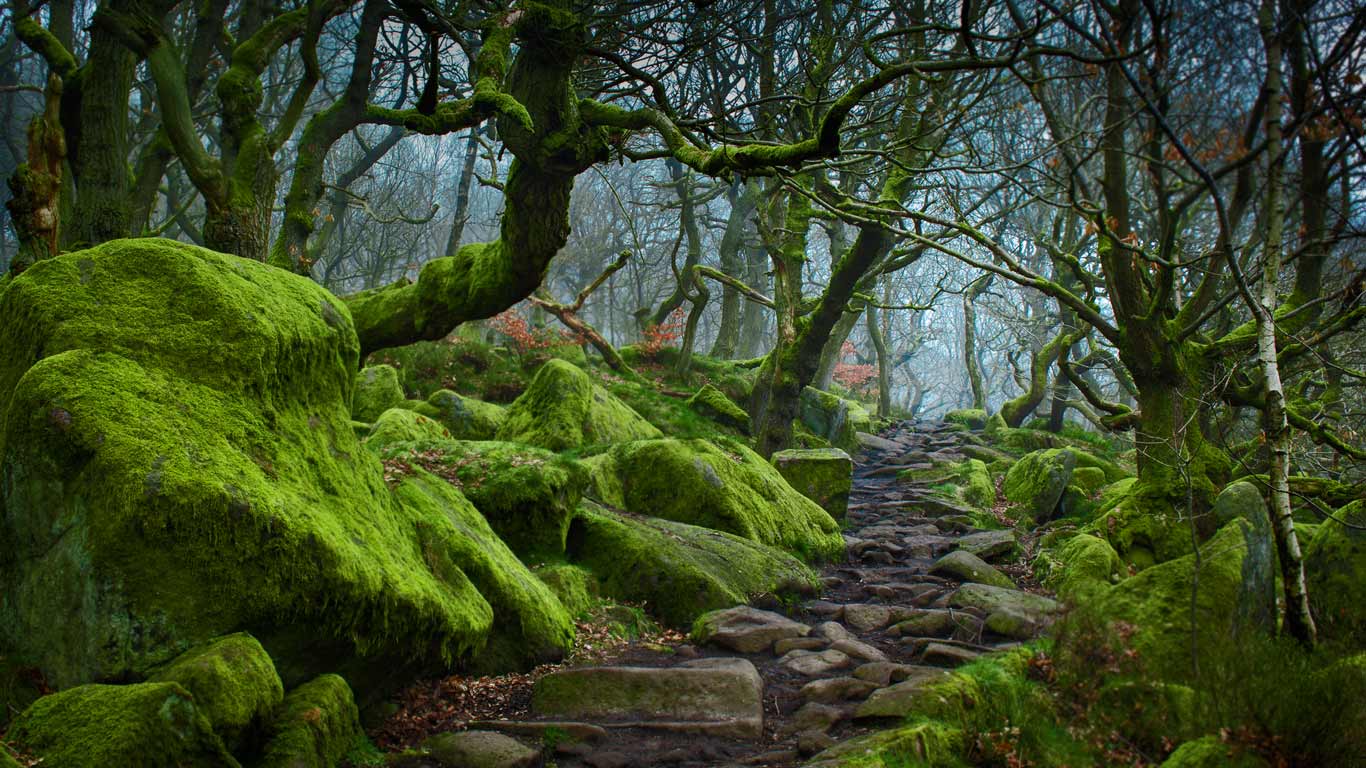Forest path in Padley Gorge in Derbyshire (© James Mills/500px)(Bing United Kingdom)