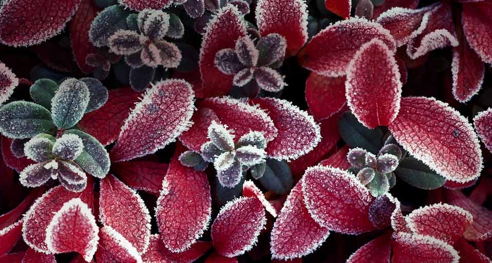 Frosted bearberry (uva-ursi) bush on the tundra in the Yukon, Canada (© Peter Van Rhijn/Corbis) &copy; (Bing Canada)