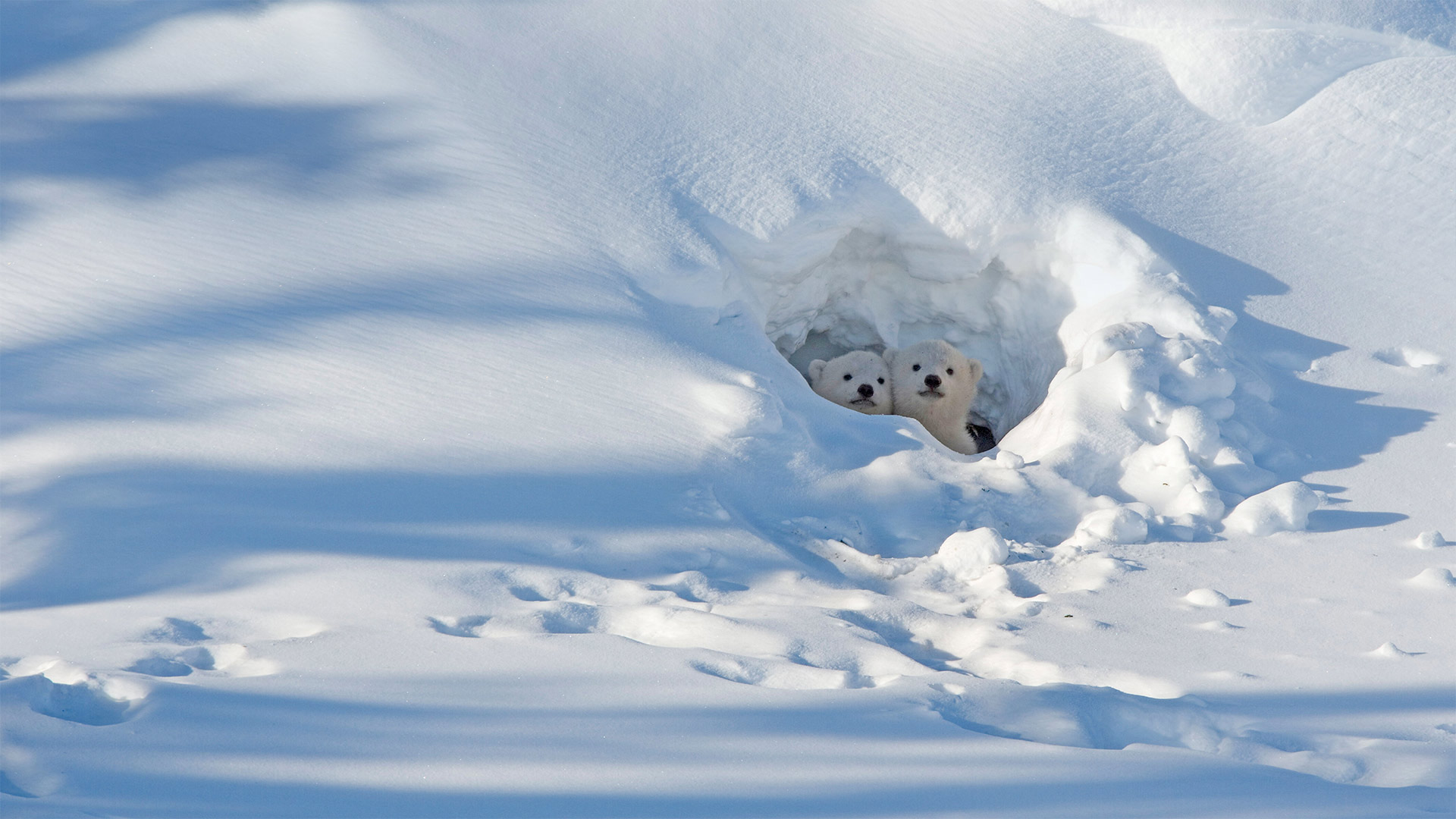 Polar bear cubs looking out of their den in Wapusk National Park in Manitoba, Canada (© Robert Harding/Alamy)(Bing United Kingdom)
