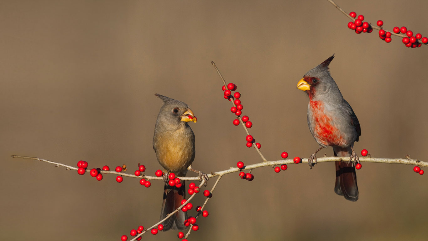 Desert cardinals eating possumhaw holly berries in Starr County, Texas (© Bill Draker/Alamy)(Bing United States)