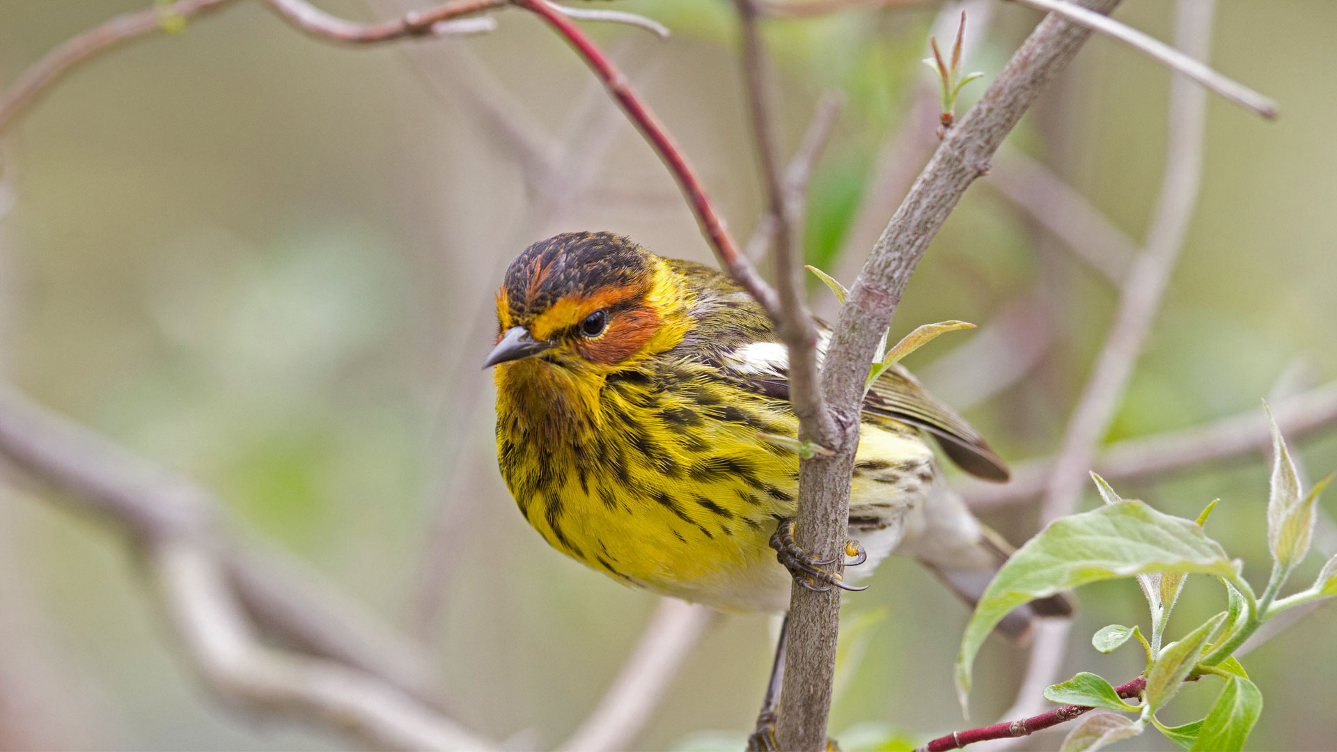 Male Cape May warbler in spring (© JZHunt/Getty Images Plus)(Bing United Kingdom)